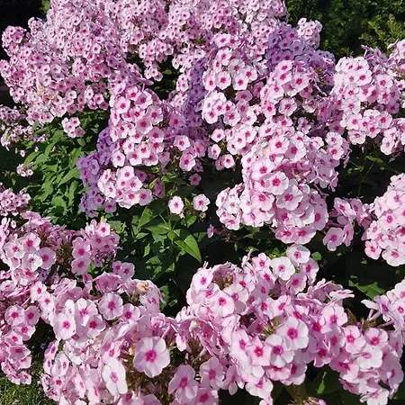 Koscielna 52 Apartmán *