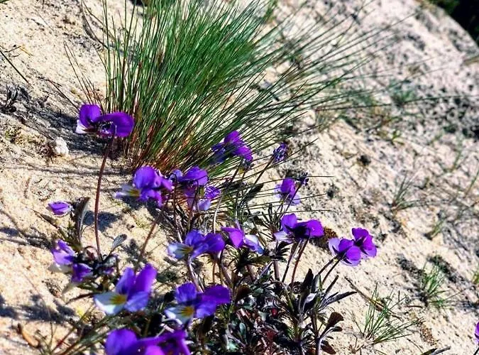 Apartament Koscielna 52 *